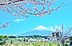 必要火急の風景 ～富士＆桜～