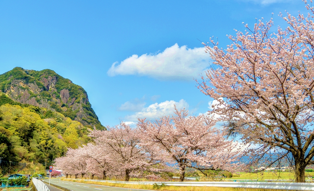 ジョー山下の桜 2024 ～其の二～