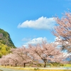 ジョー山下の桜 2024 ～其の二～