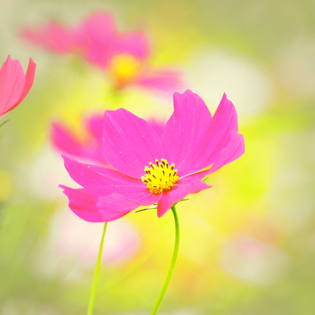 秋の気配・・・秋桜