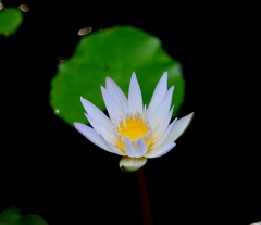 Water lily　～睡蓮～