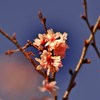 さくら咲く