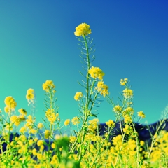 今年最初の菜の花を・・・