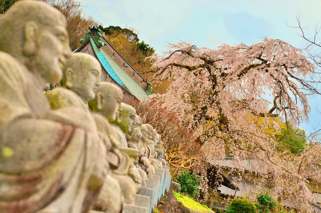 春の夢、朧気に咲く　～龍源院～