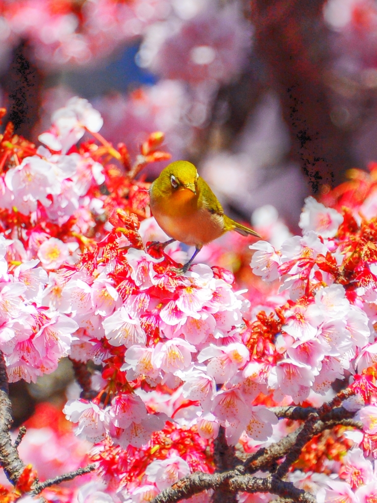 冬が厳しい程に・・・春の花は美しい