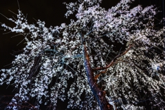近所の夜桜(*´з`)