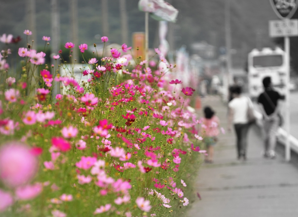 想い出の Route254　～コスモス街道～