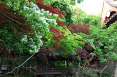 深大寺