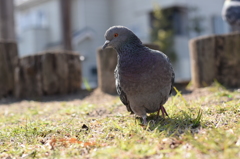 馴れてるハト
