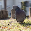 馴れてるハト