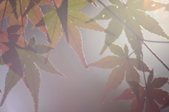 眩しい陽