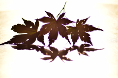 光に照らされて
