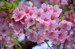 今日の桜3/30