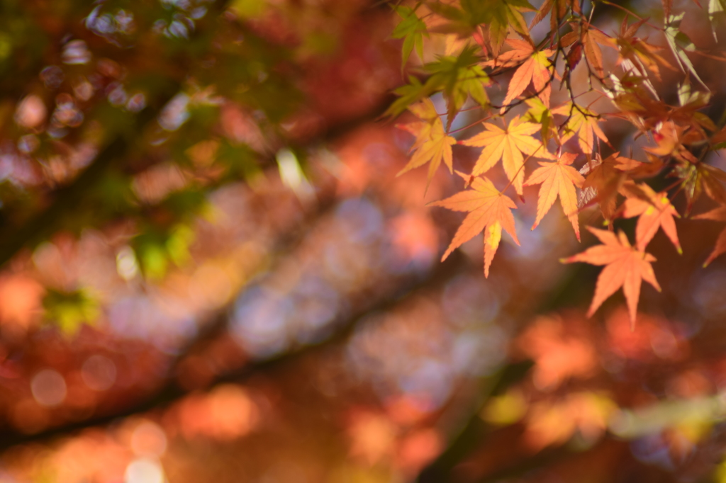 紅葉三昧