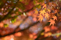 紅葉三昧