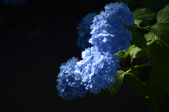 光