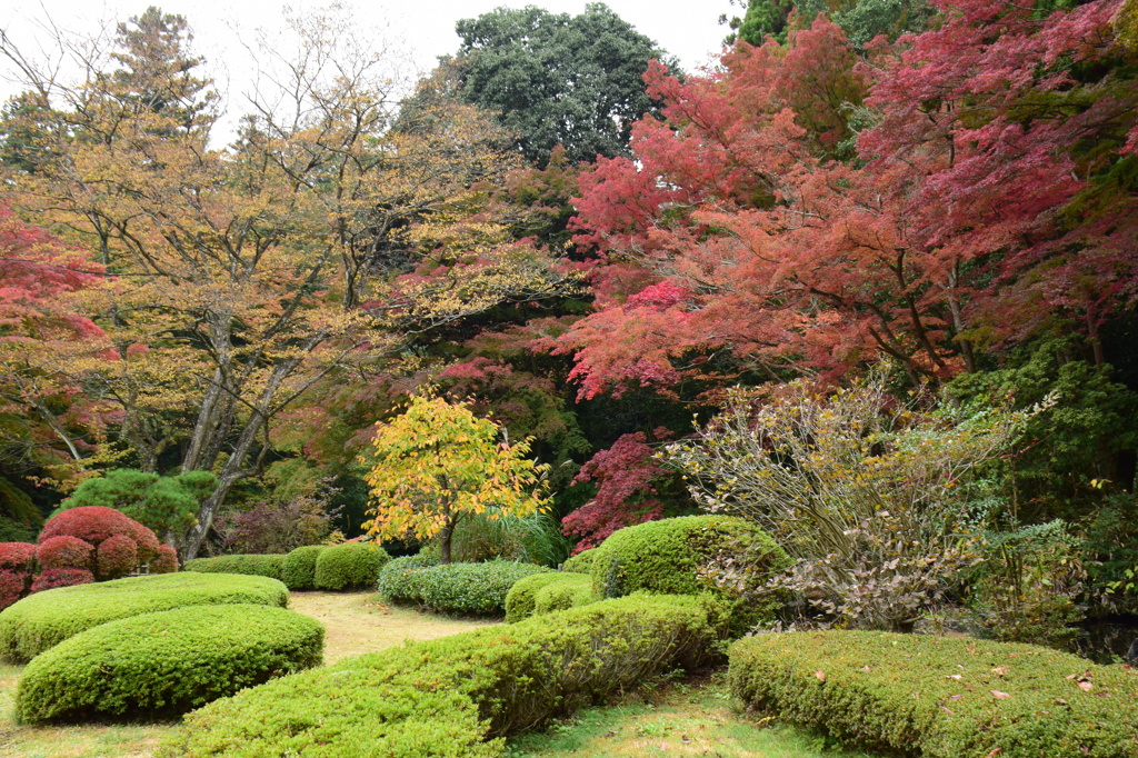 多摩御陵の紅葉