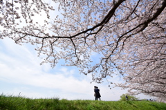 桜の木の下で