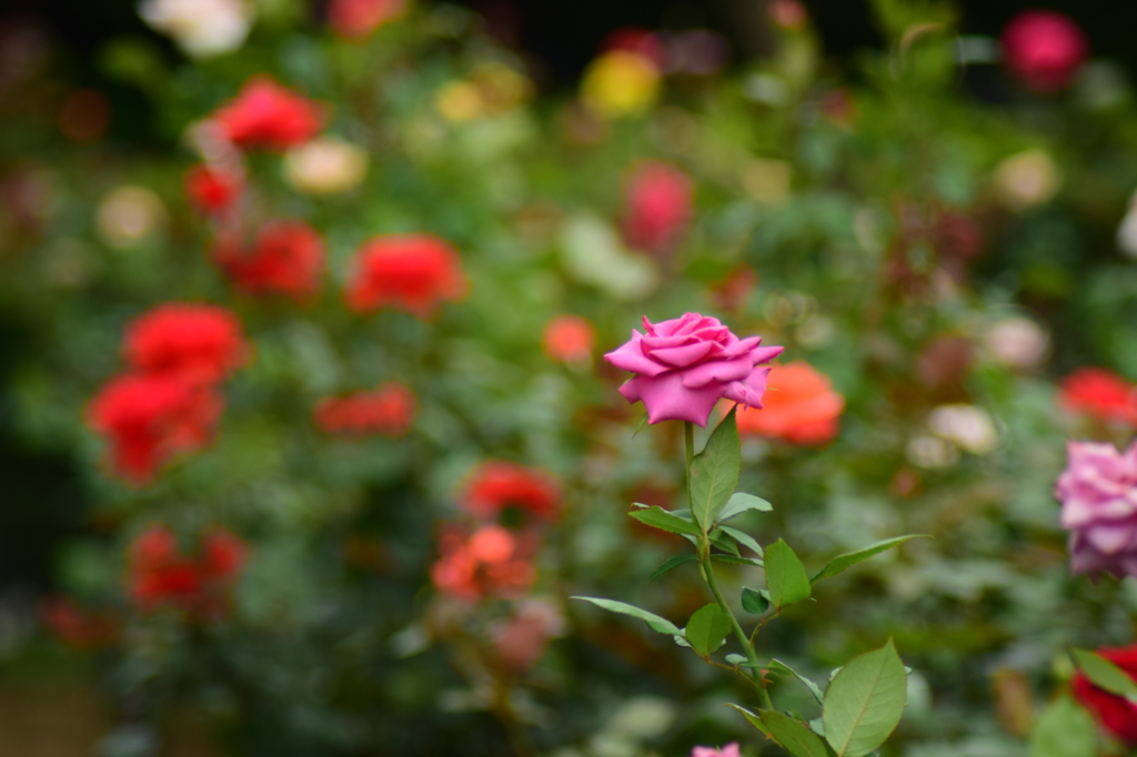 薔薇の園