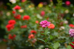 薔薇の園