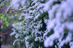 雪化粧