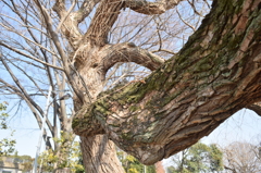 なんかスゴイ木