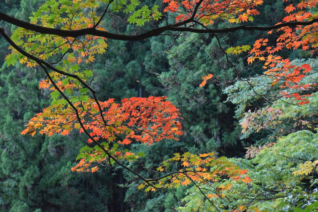 御岳の紅葉