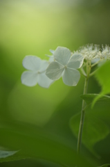 旬な花③