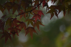 雨の中の紅葉
