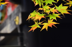 神社の秋