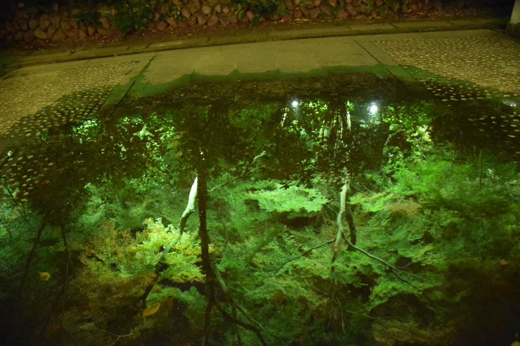 水溜りの奥