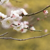 梅も見ごろ