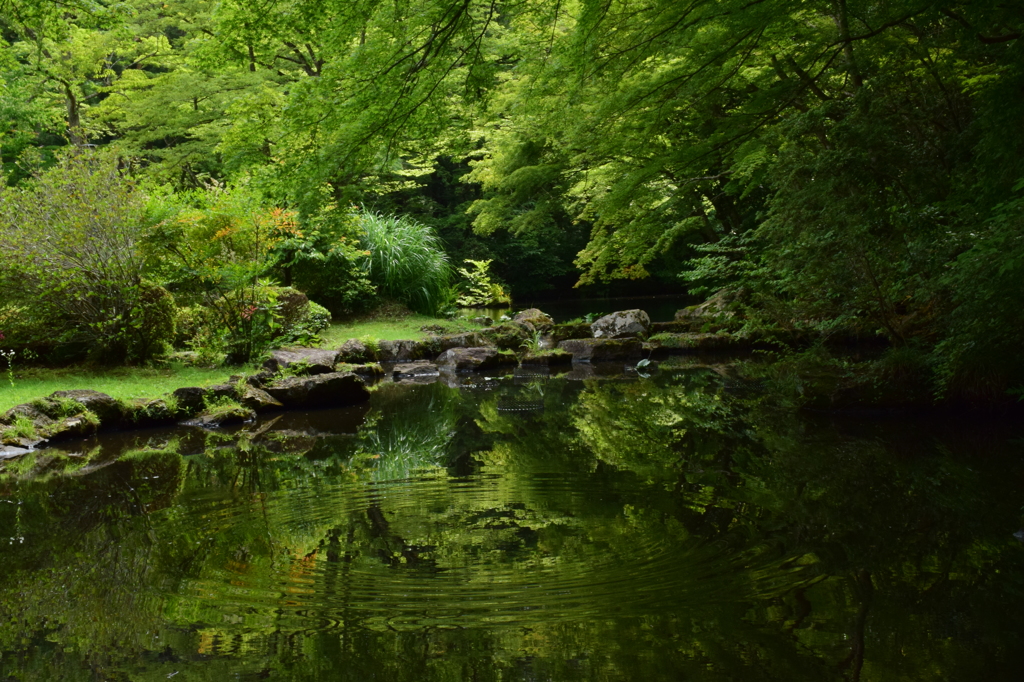 緑が眠る池
