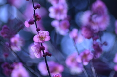 青い紅
