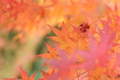 紅葉花