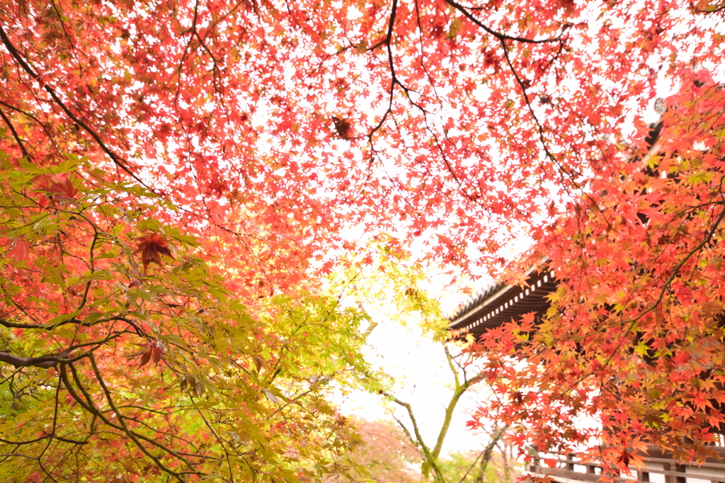 空を舞う様に