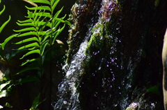 名湧水の滴り