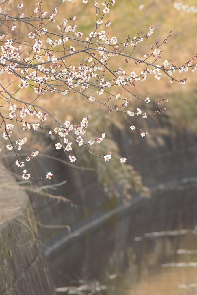 用水路