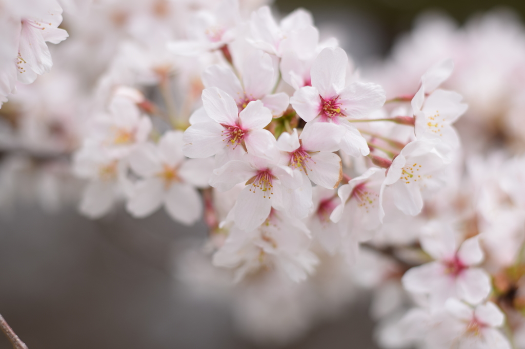 今日の桜4/2