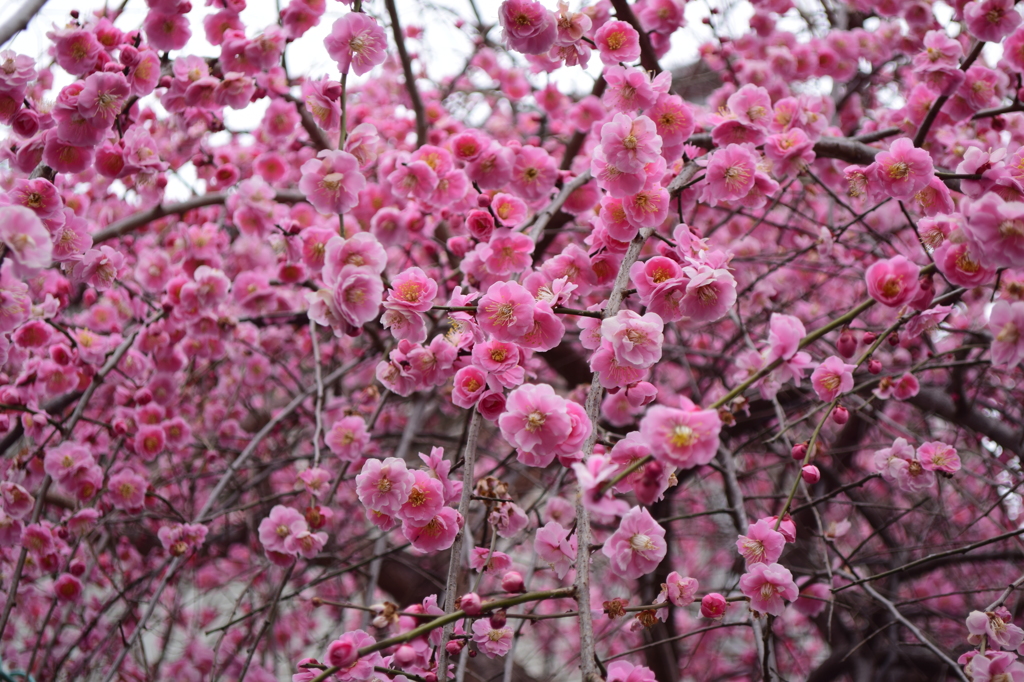 華やかな梅