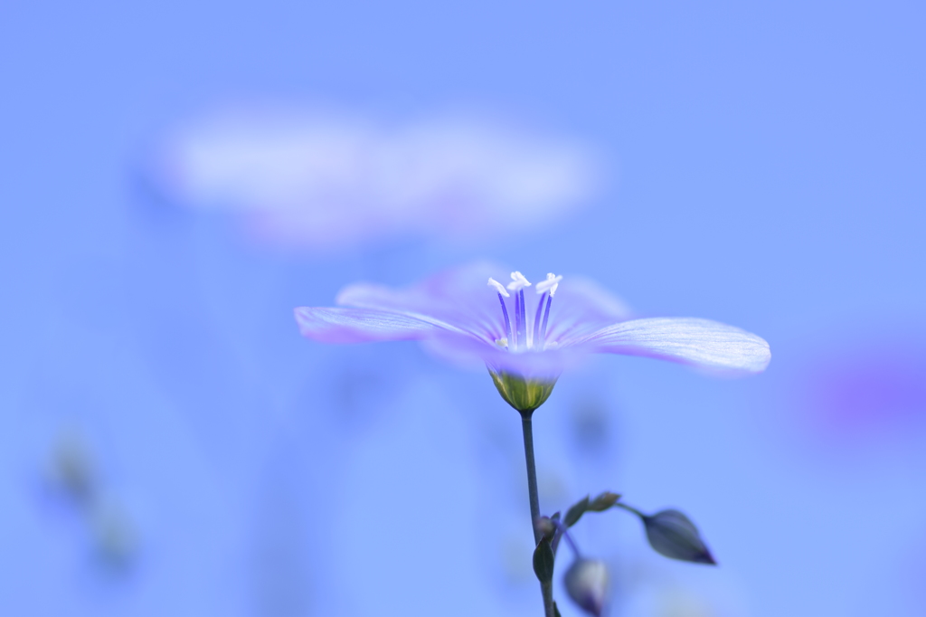 飛び立つ花