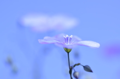 飛び立つ花