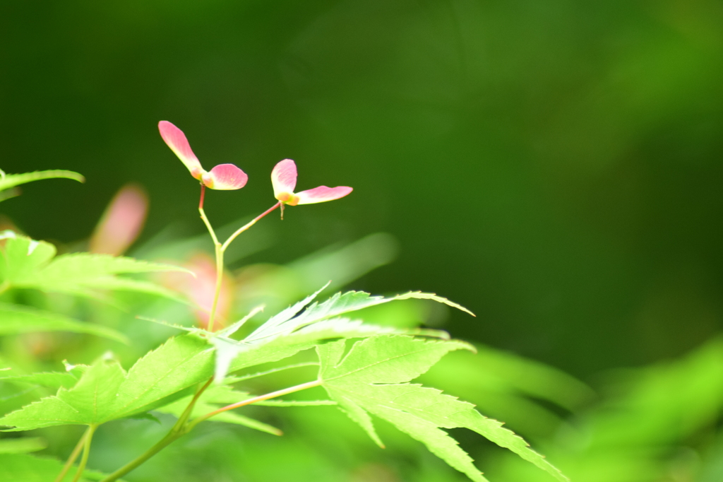 楓の花