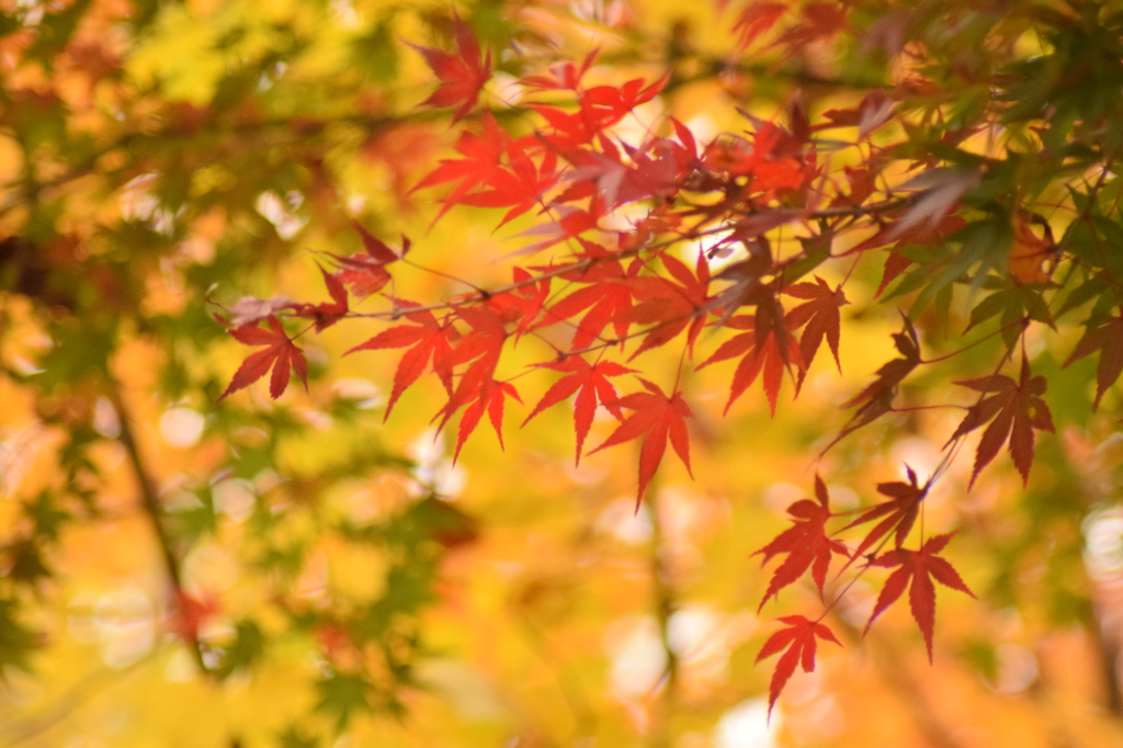 輝く紅葉