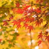 輝く紅葉