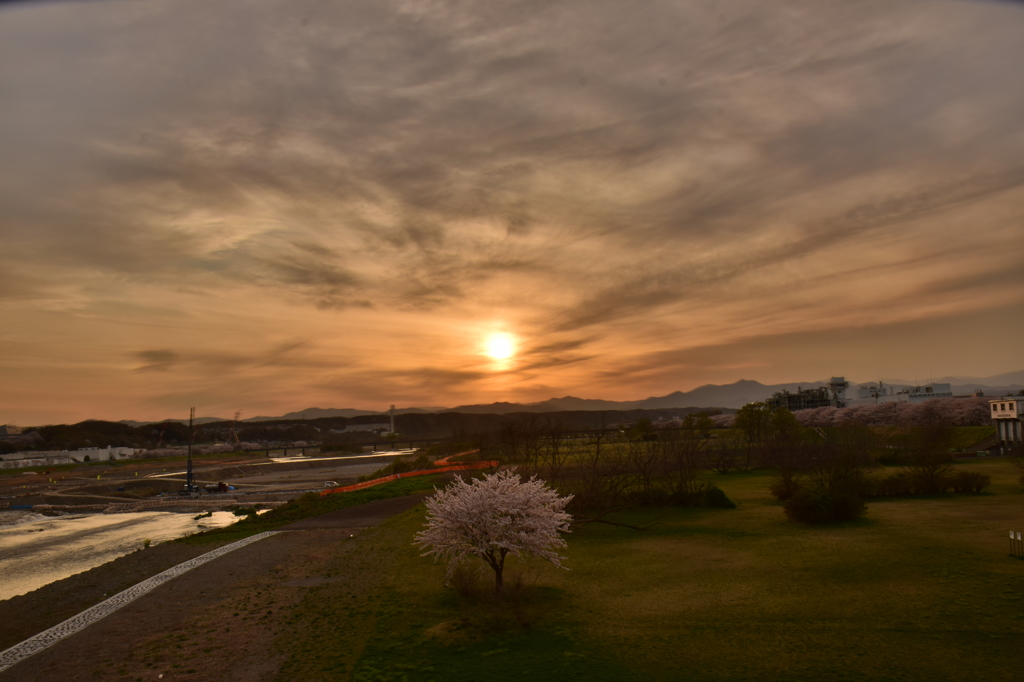 夕日桜