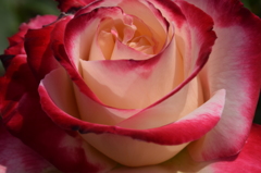 薔薇のスイーツ