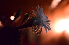 サボテンの花