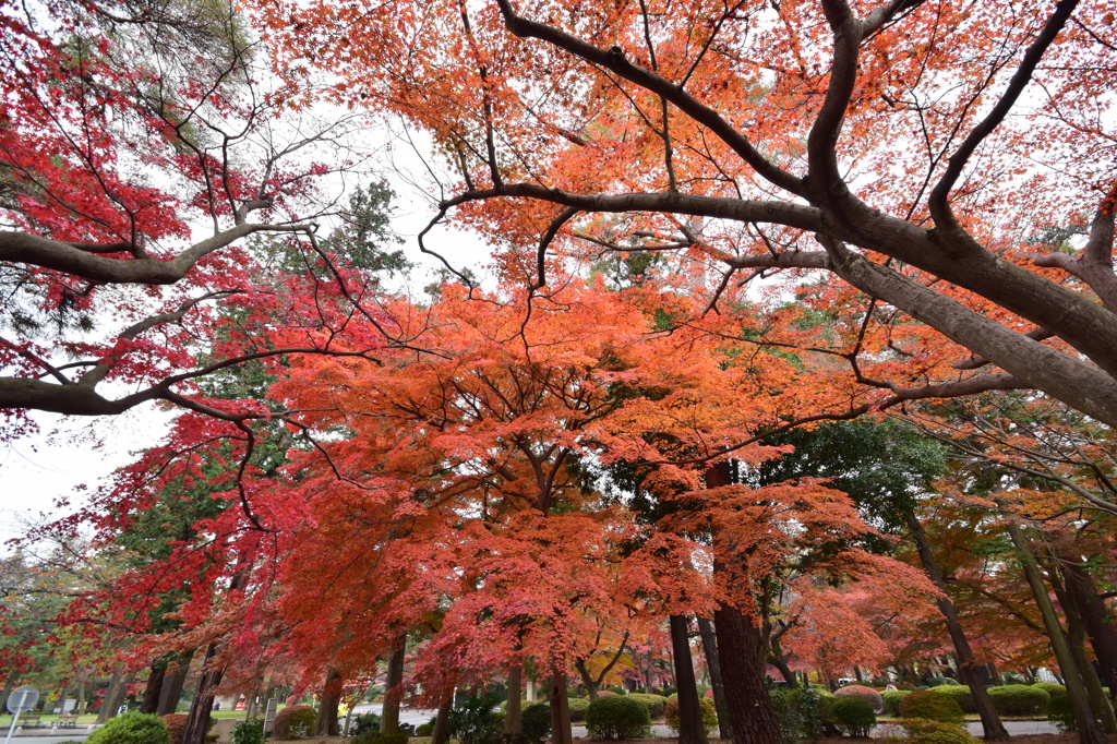 武蔵野紅葉