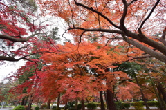 武蔵野紅葉